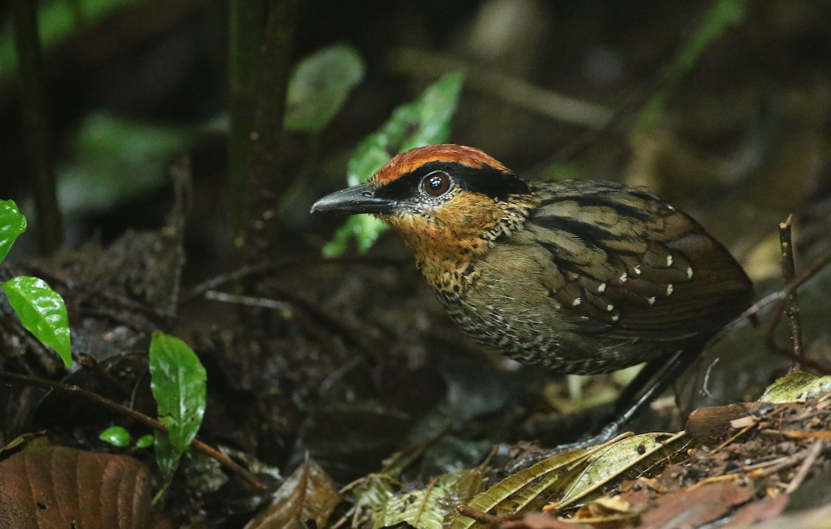 Rufous-crowned Antpitta - ML108714051