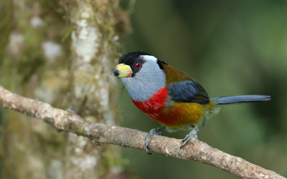 Toucan Barbet - ML108714191