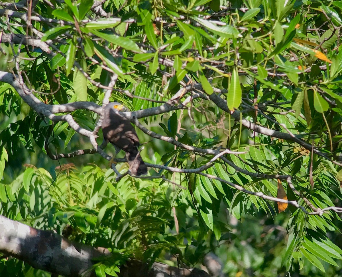 Crested Goshawk - David Tomb