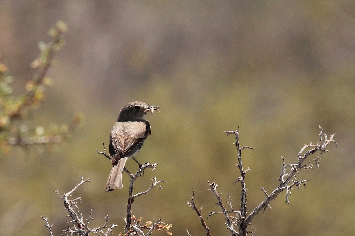 Gray Flycatcher - Oscar Moss