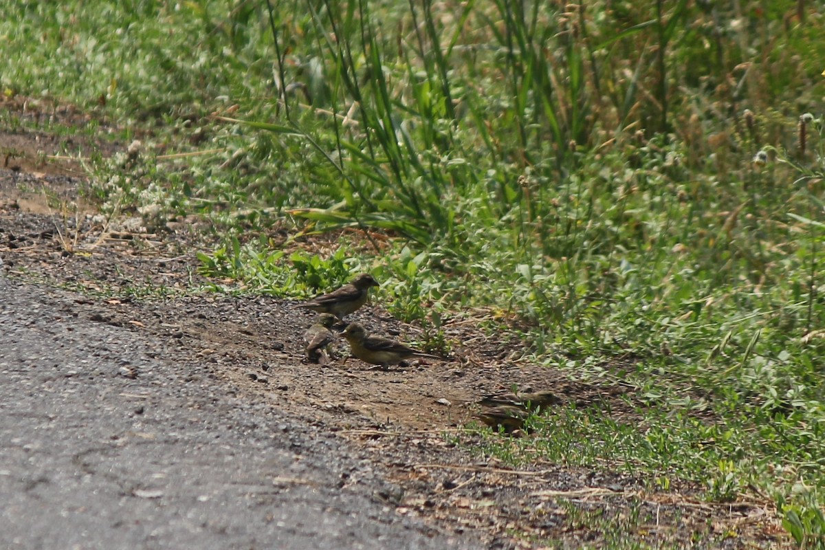 Lesser Goldfinch - ML108718221