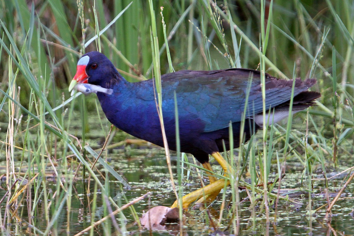 Purple Gallinule - ML108722271