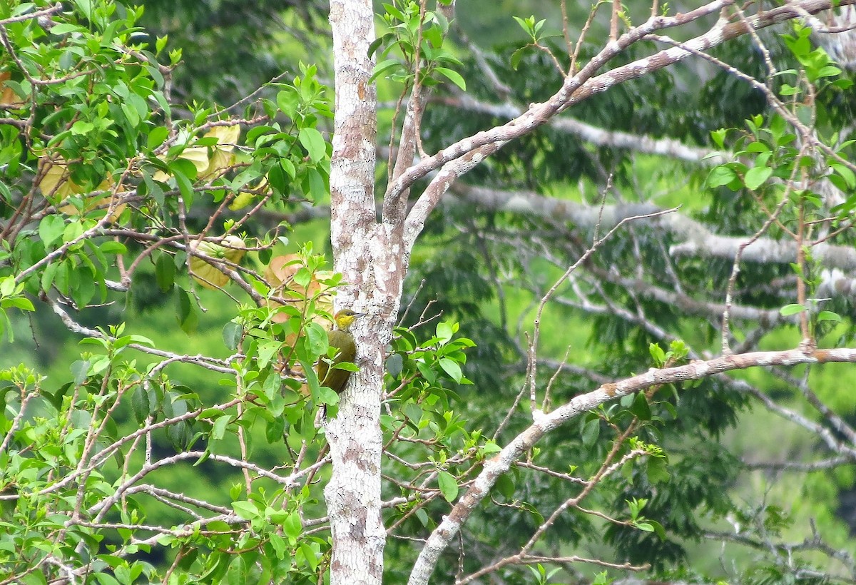 Yellow-throated Woodpecker - ML108724181