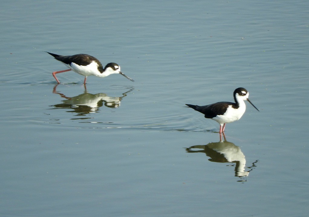 Black-necked Stilt - ML108725871