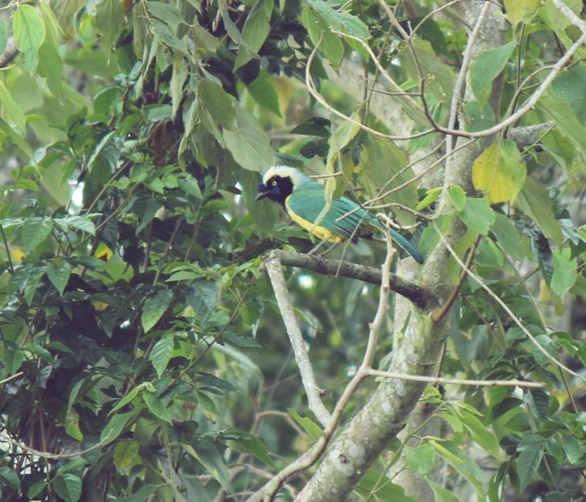 sojka zelenavá - ML108726131