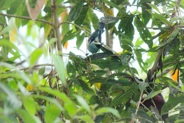 Metallic-green Tanager - ML108726321