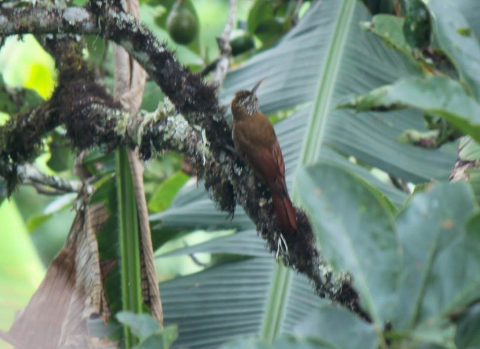 Montane Woodcreeper - ML108726441