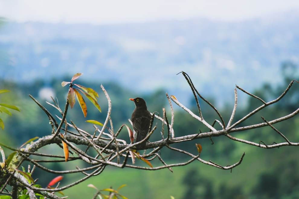 drozd velký - ML108726481