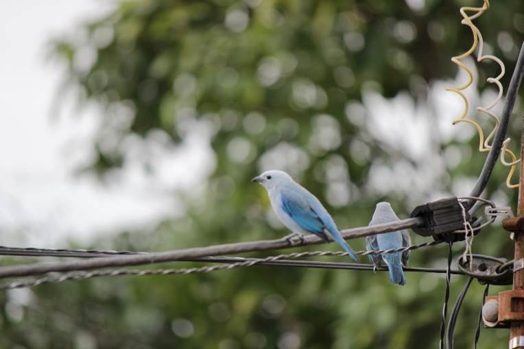 Blue-gray Tanager - ML108726581