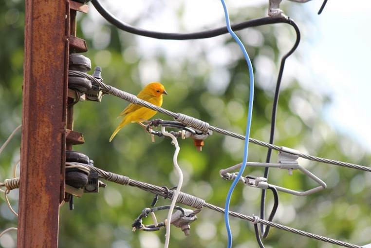 Saffron Finch - ML108726611