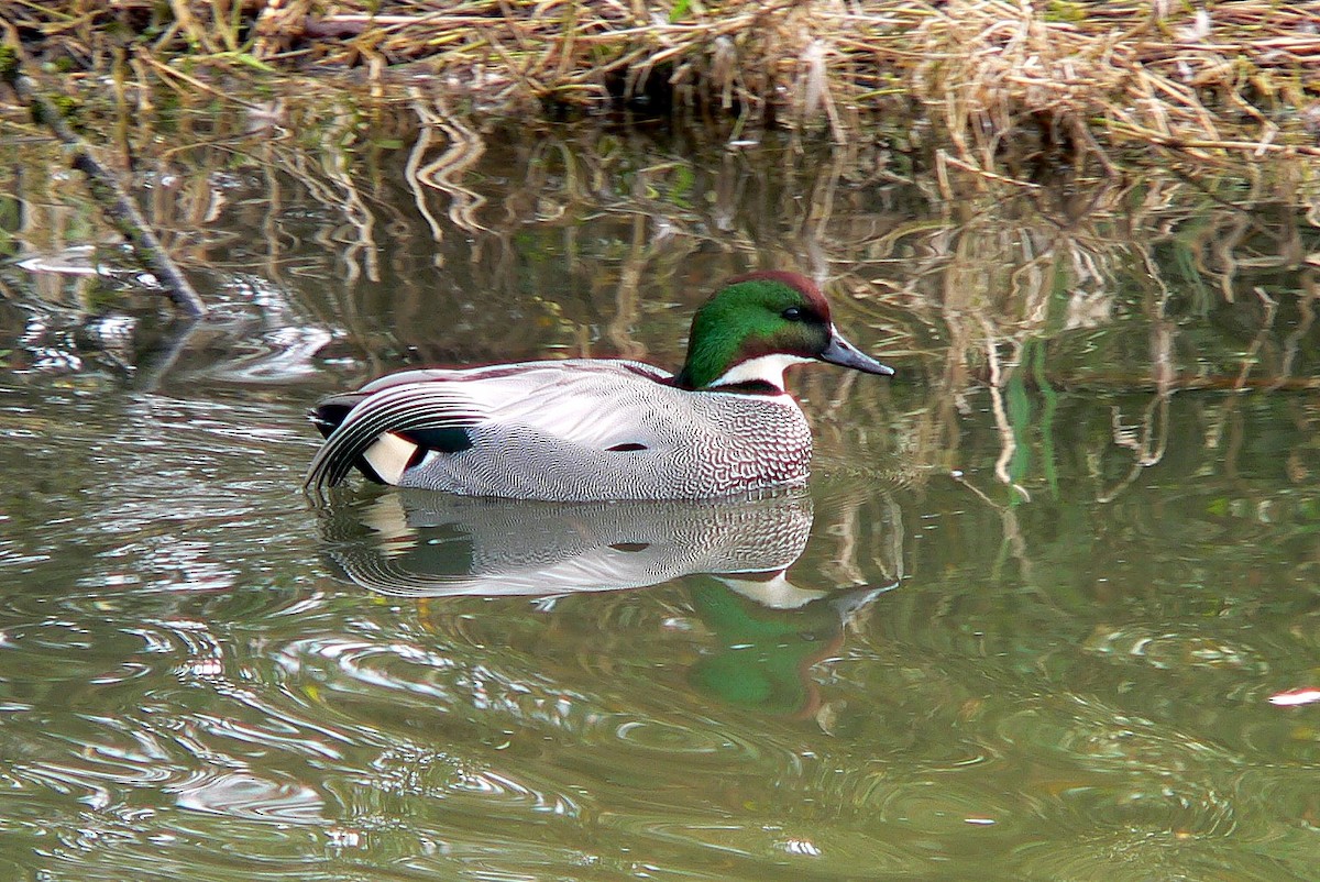 Falcated Duck - ML108731641