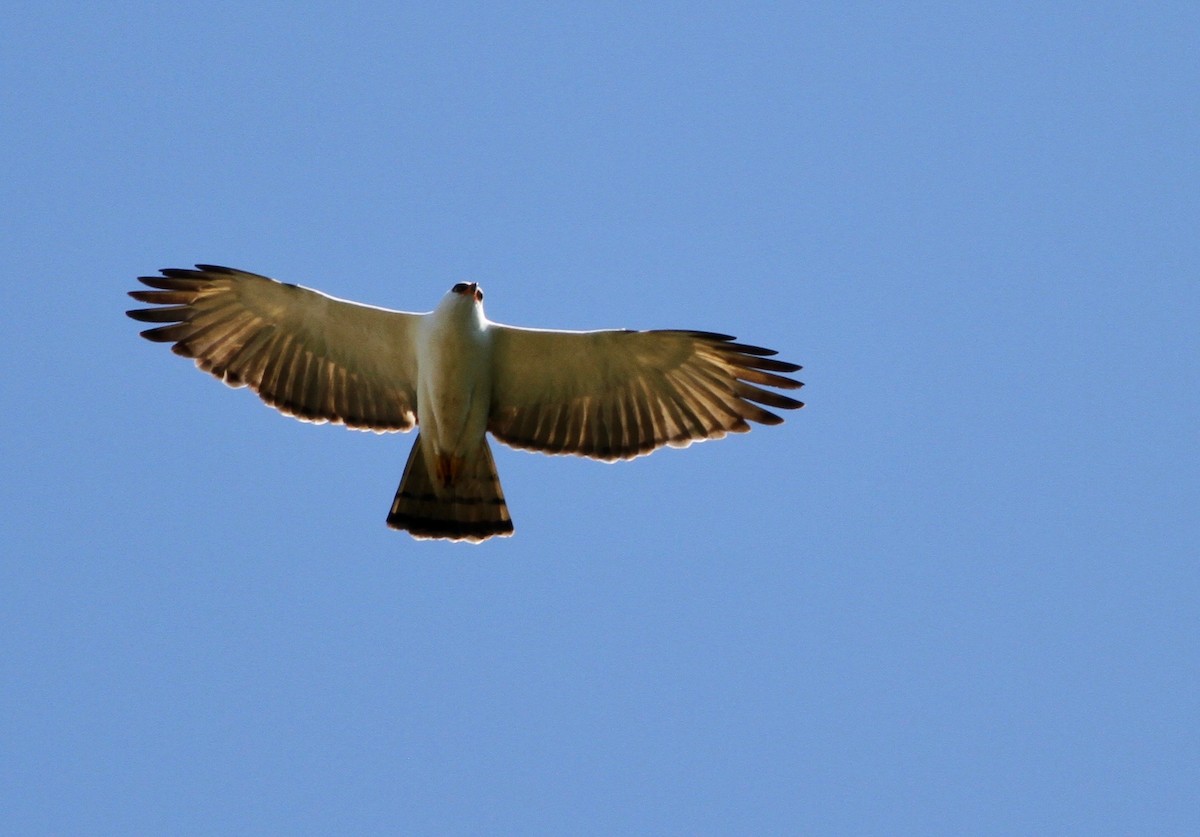 Black-and-white Hawk-Eagle - Alex Wiebe