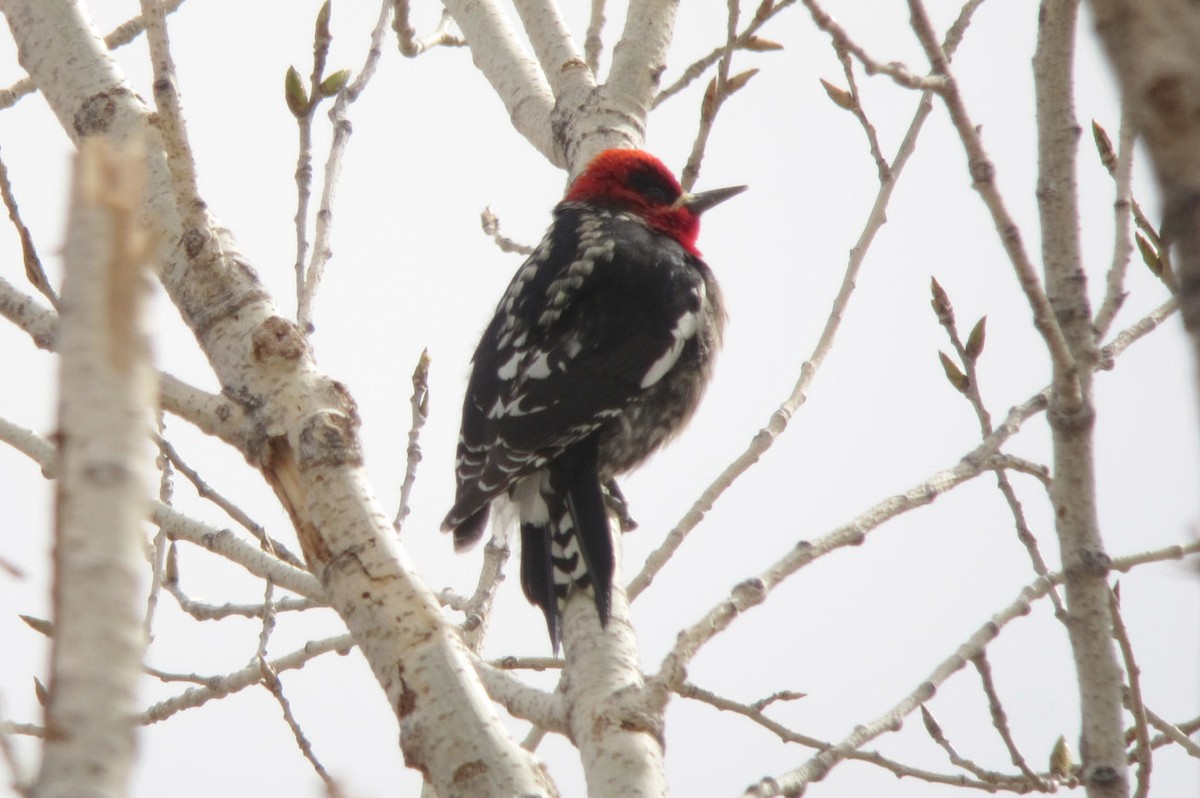 Red-breasted Sapsucker - ML108734381