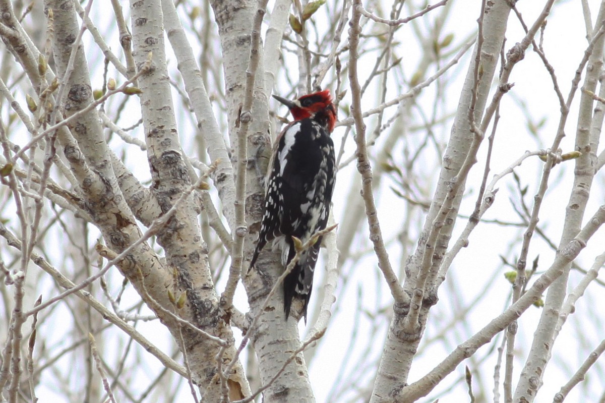 Red-breasted Sapsucker - ML108734391