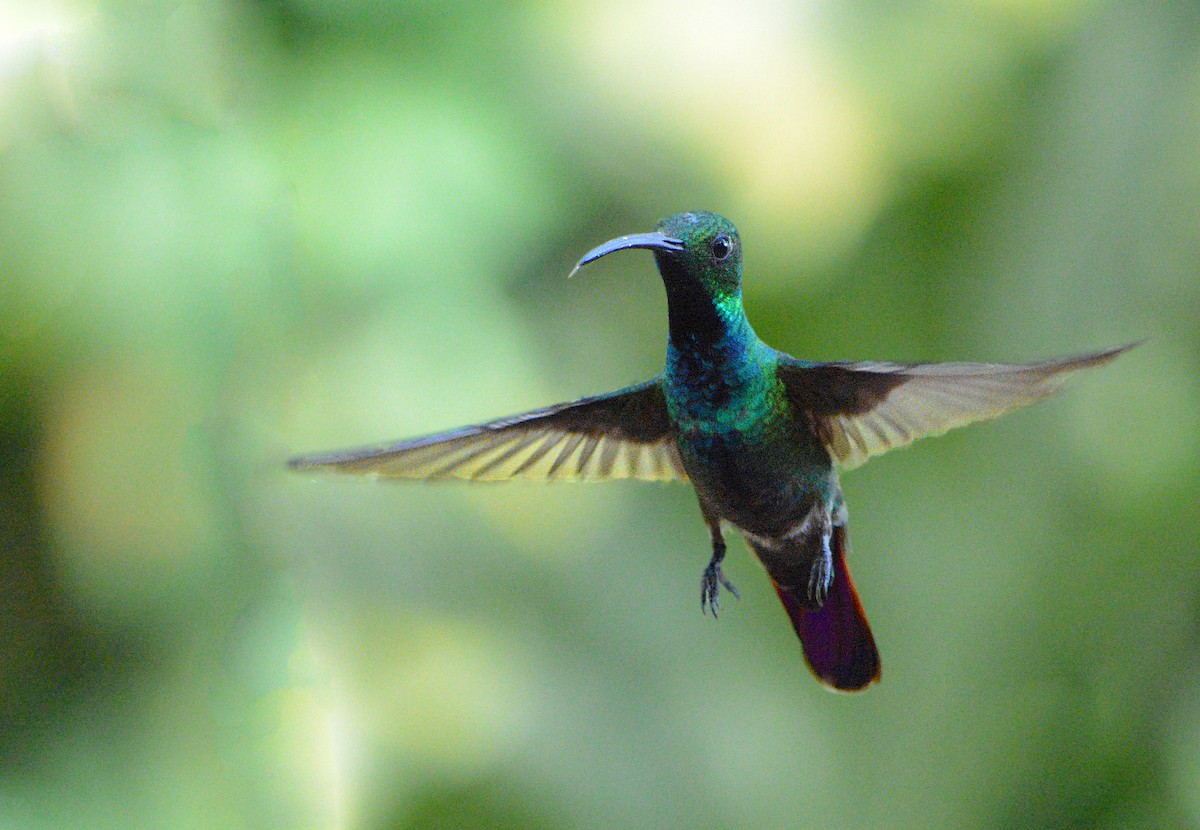 Green-breasted Mango - ML108734841