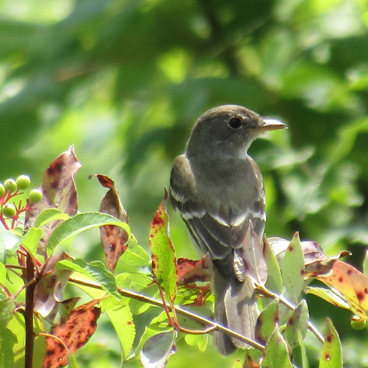 Willow Flycatcher - ML108735161