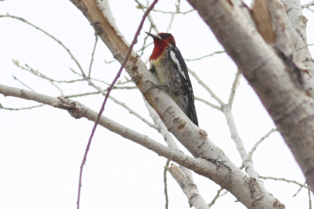 Red-breasted Sapsucker - ML108735371