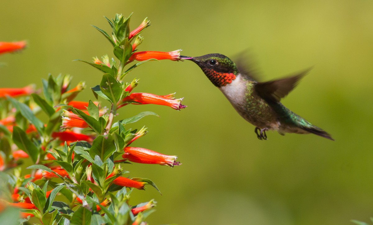 Colibri à gorge rubis - ML108738501