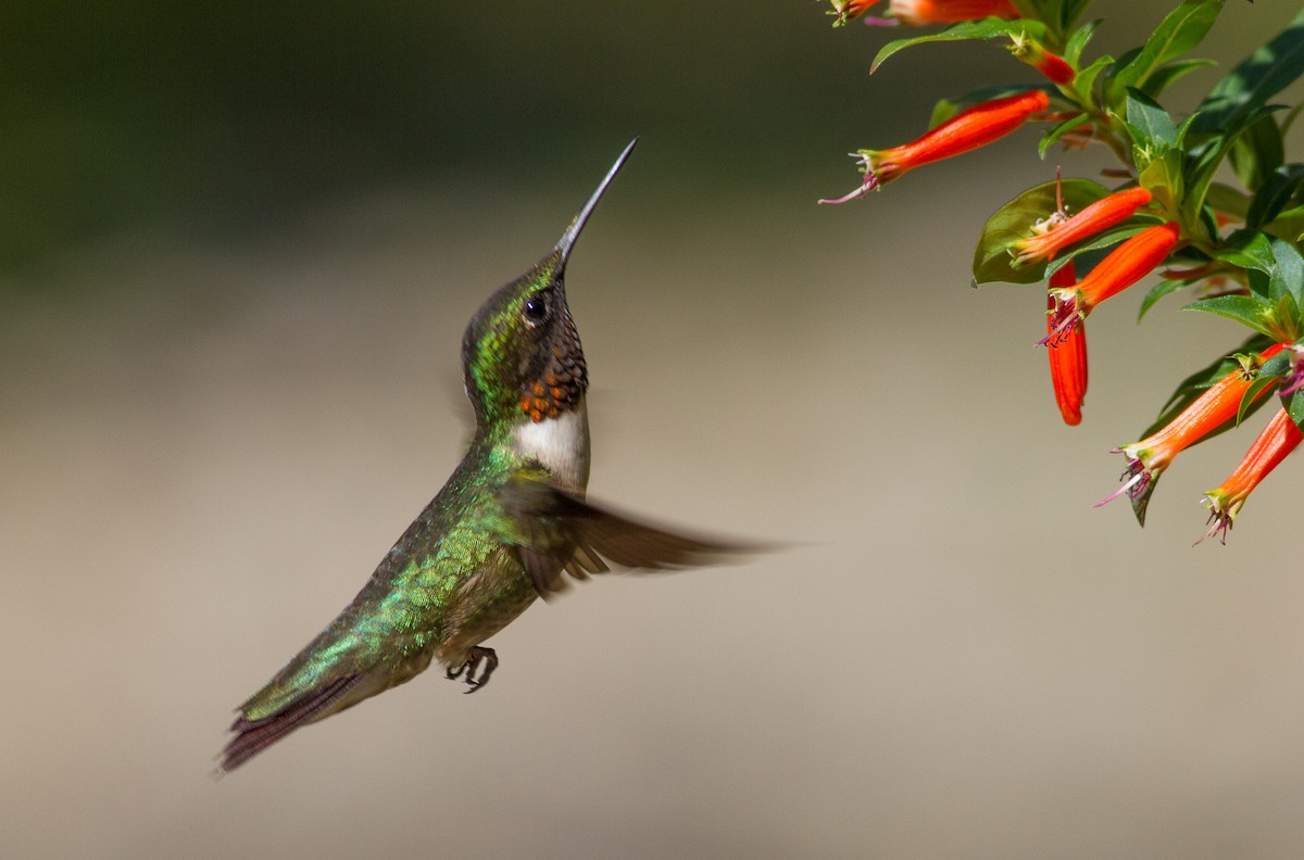 Ruby-throated Hummingbird - Nick Pulcinella