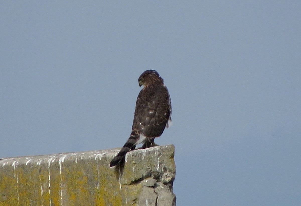 Cooper's Hawk - ML108739421