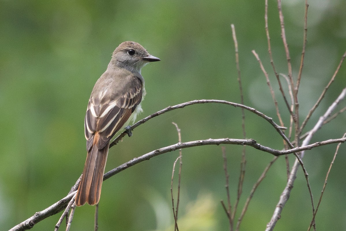 Great Crested Flycatcher - ML108740011