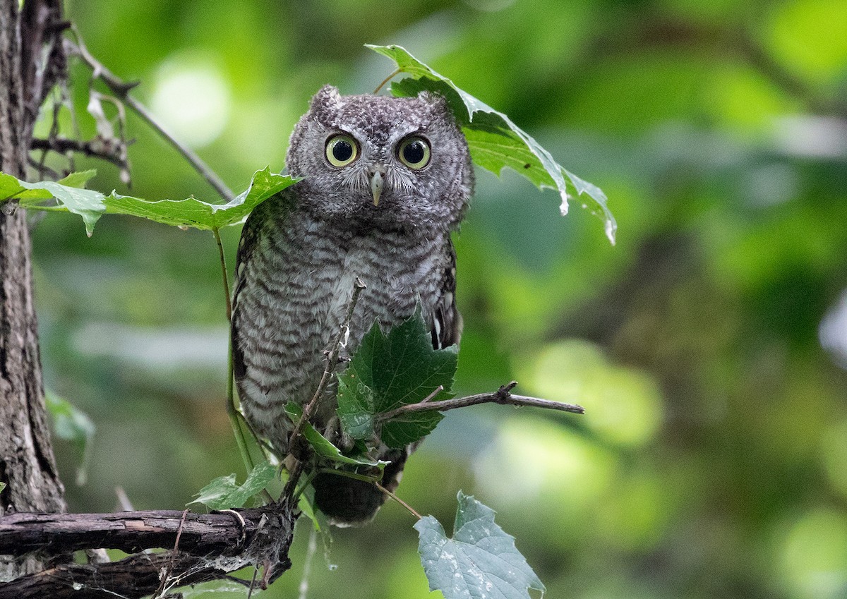 Eastern Screech-Owl - Suzanne Labbé