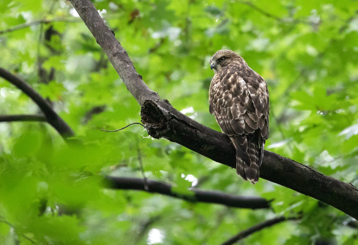 Red-shouldered Hawk - ML108740151