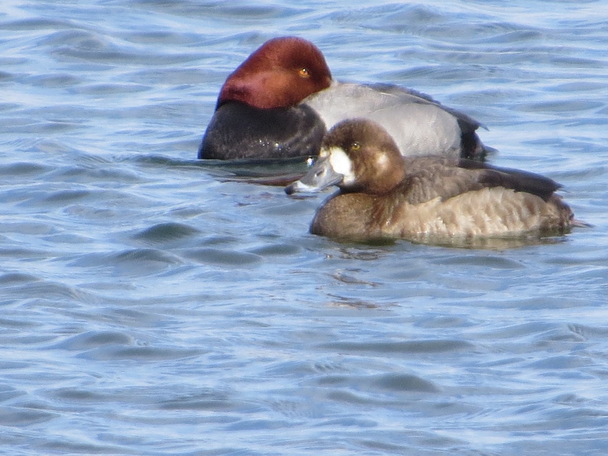 Greater Scaup - ML108740201