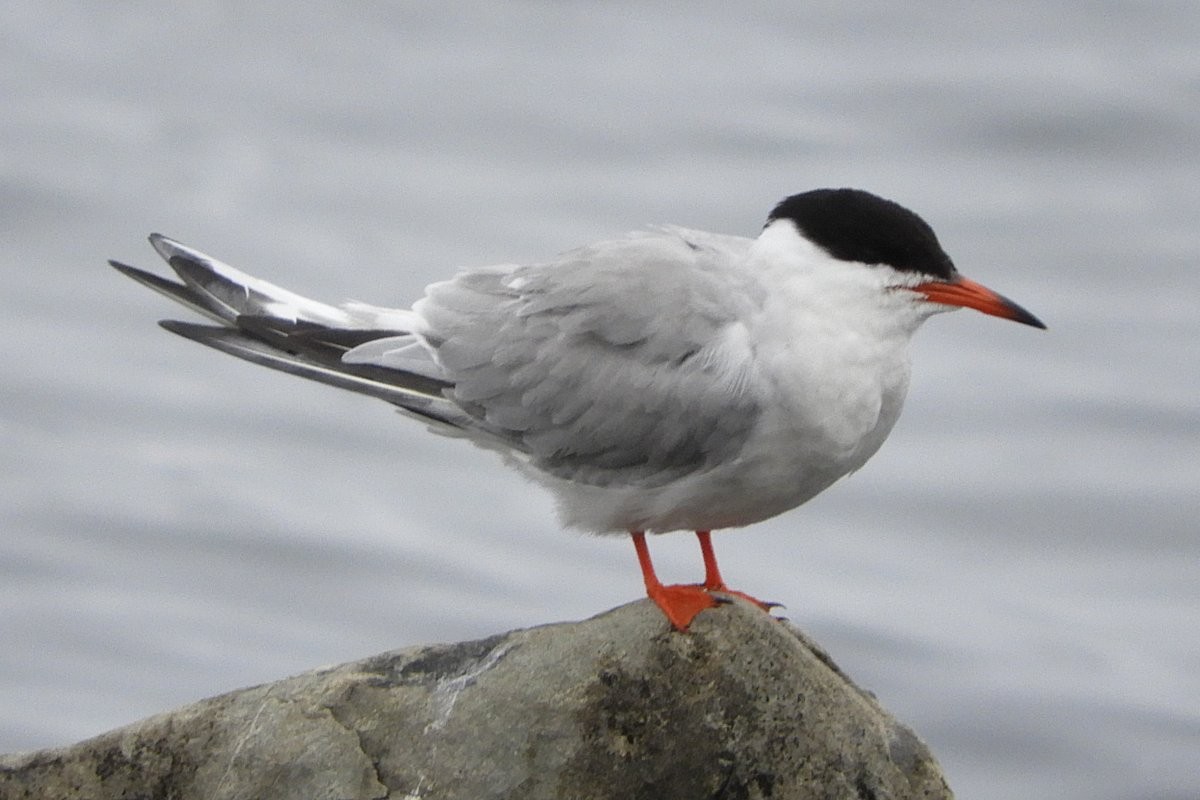 Common Tern - Sandi Keereweer