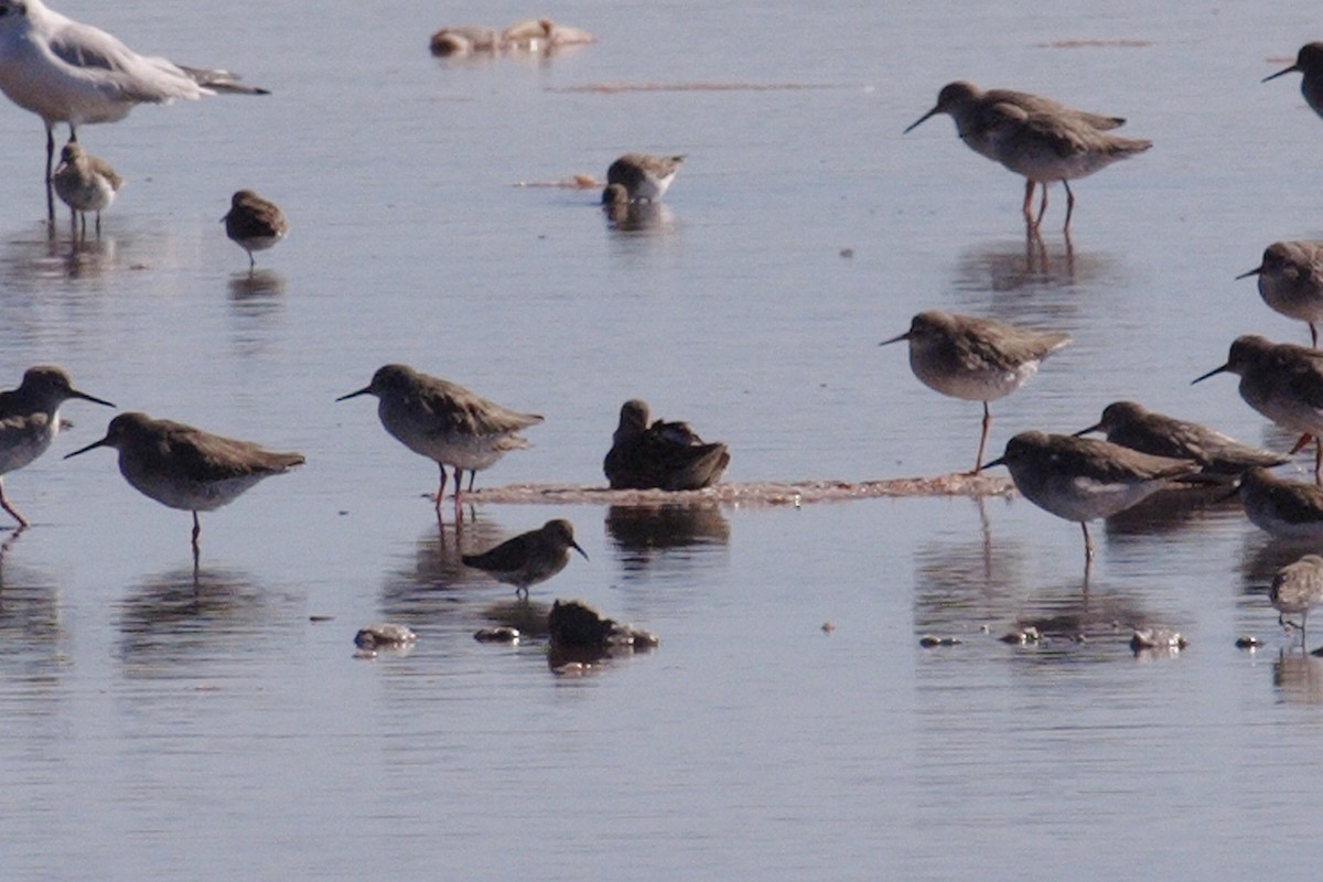 Long-billed Dowitcher - ML108740361