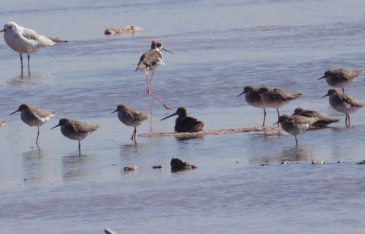 Long-billed Dowitcher - ML108740371