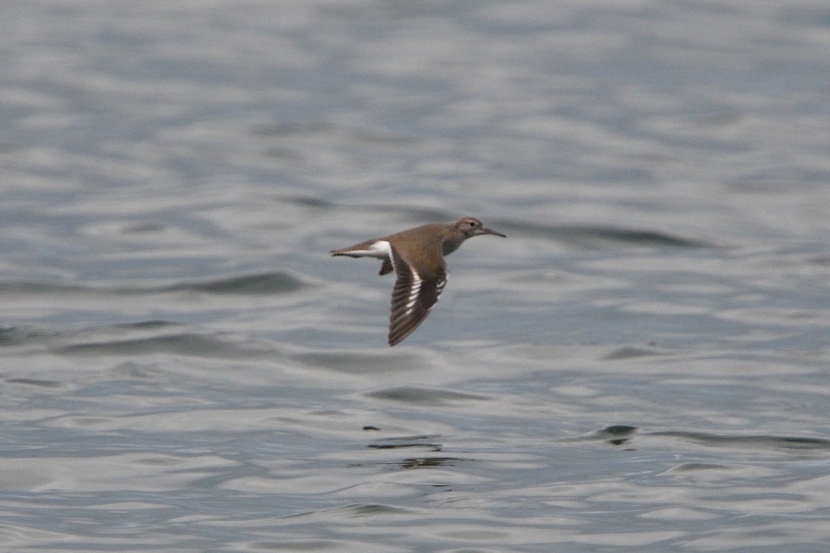 Spotted Sandpiper - Louis Lemay