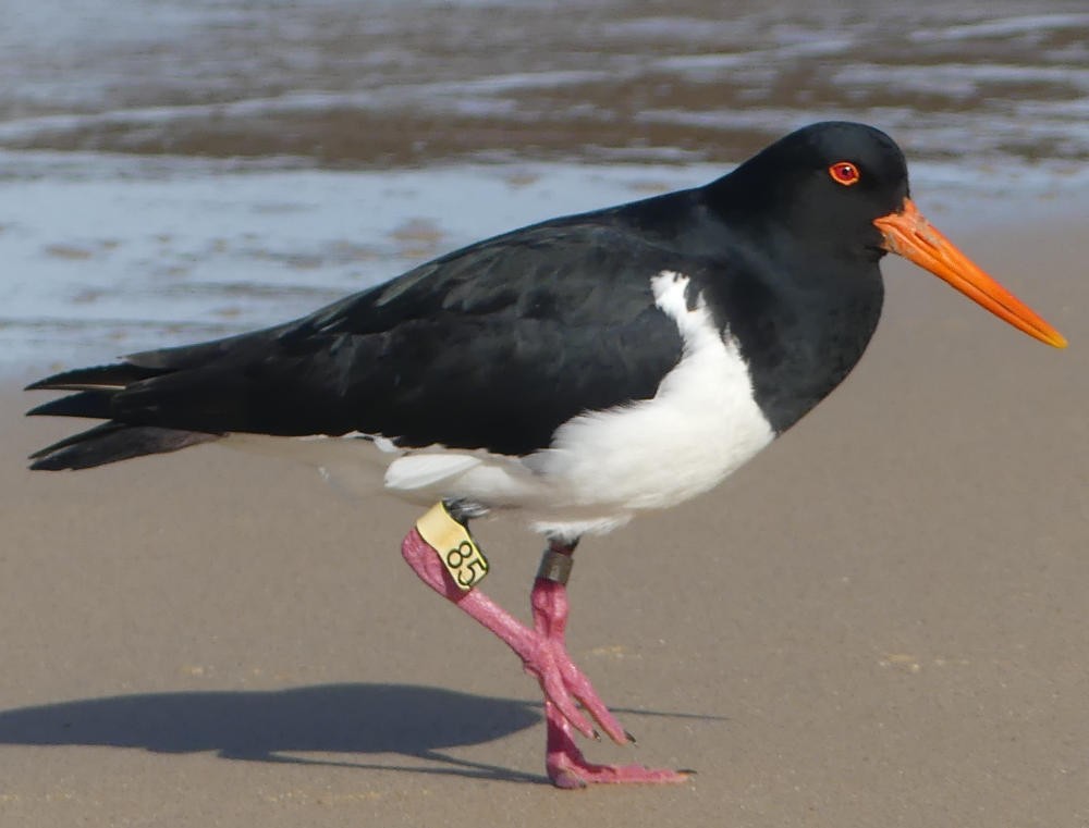 Pied Oystercatcher - ML108741901