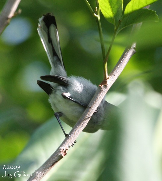 Blue-gray Gnatcatcher (Cozumel) - ML108744331