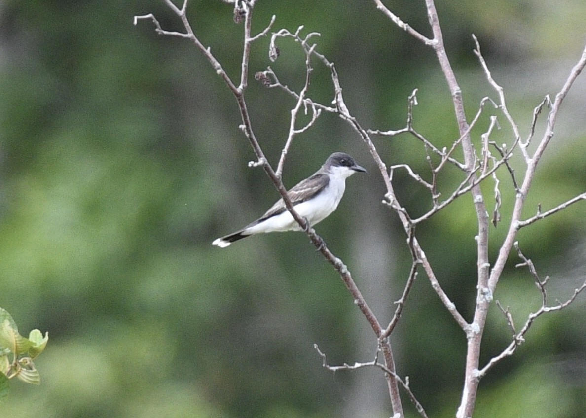 Eastern Kingbird - ML108746531