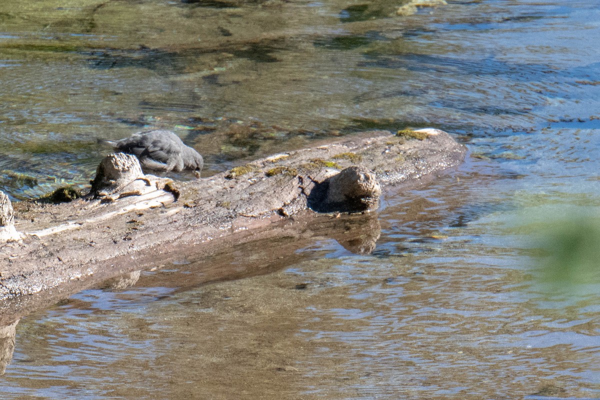 American Dipper - ML108746751