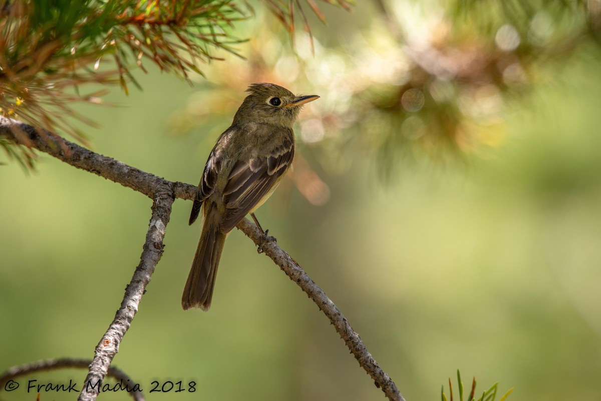 Western Flycatcher (Cordilleran) - Frank Madia