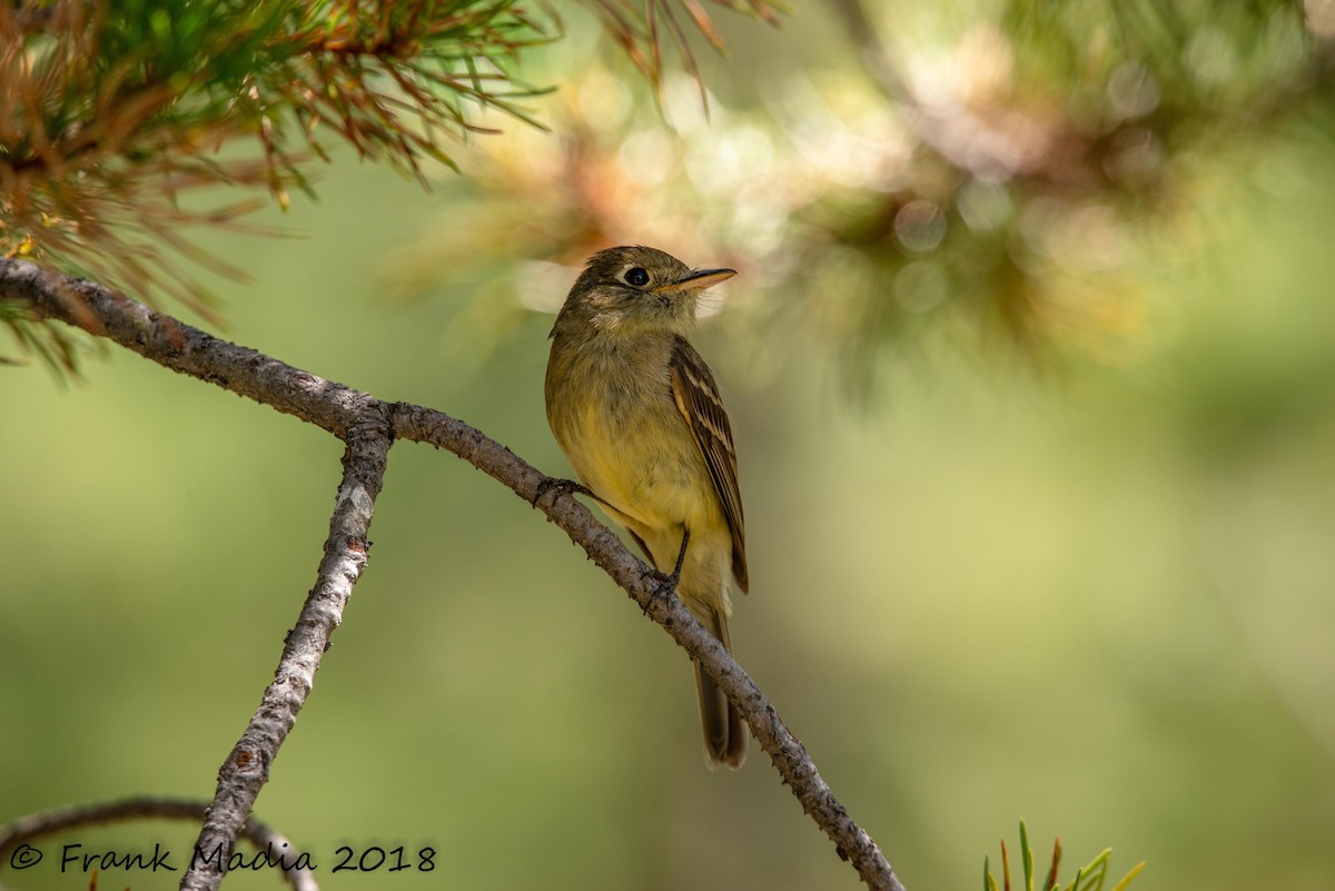 Western Flycatcher (Cordilleran) - Frank Madia