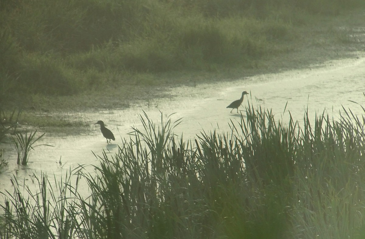 Yellow-crowned Night Heron - Deborah Dohne