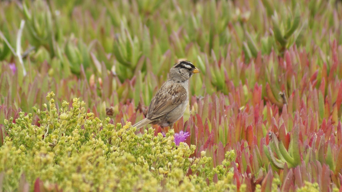White-crowned Sparrow - ML108750111