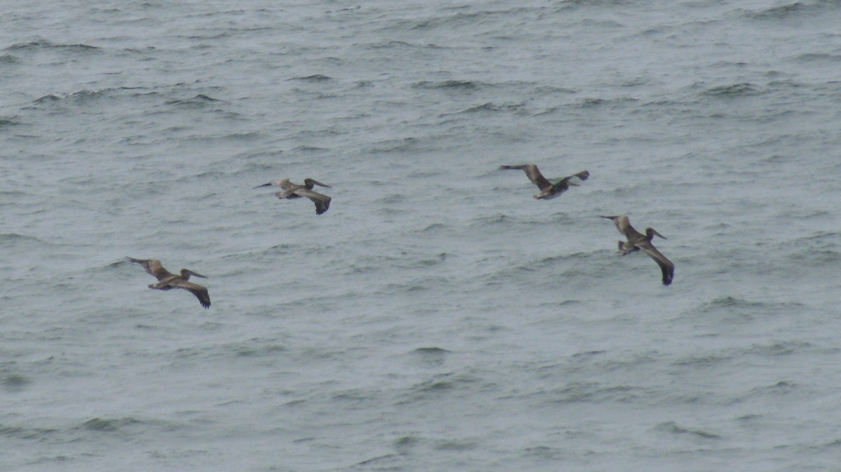 Brown Pelican - ML108750861