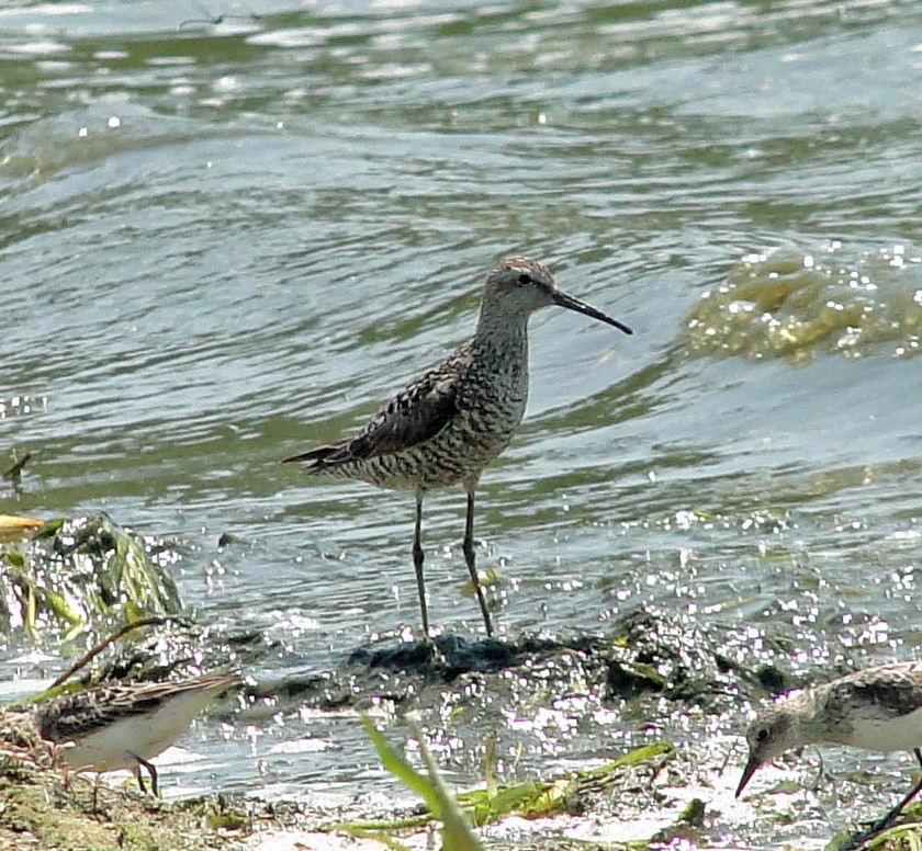 Stilt Sandpiper - ML108751031