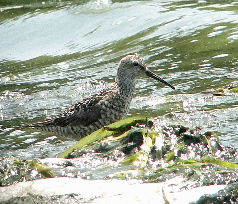 Stilt Sandpiper - ML108751131