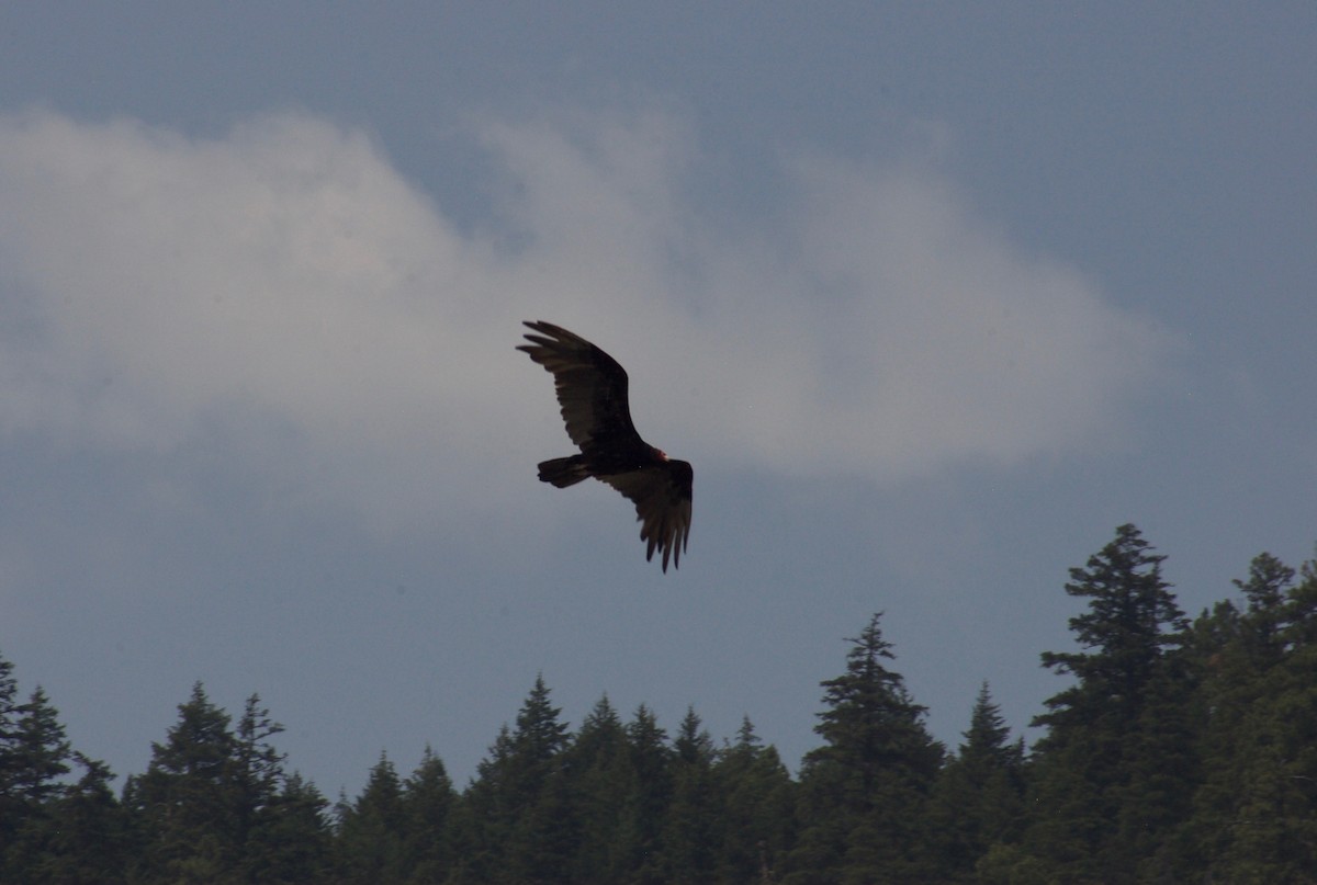 Turkey Vulture - ML108751471