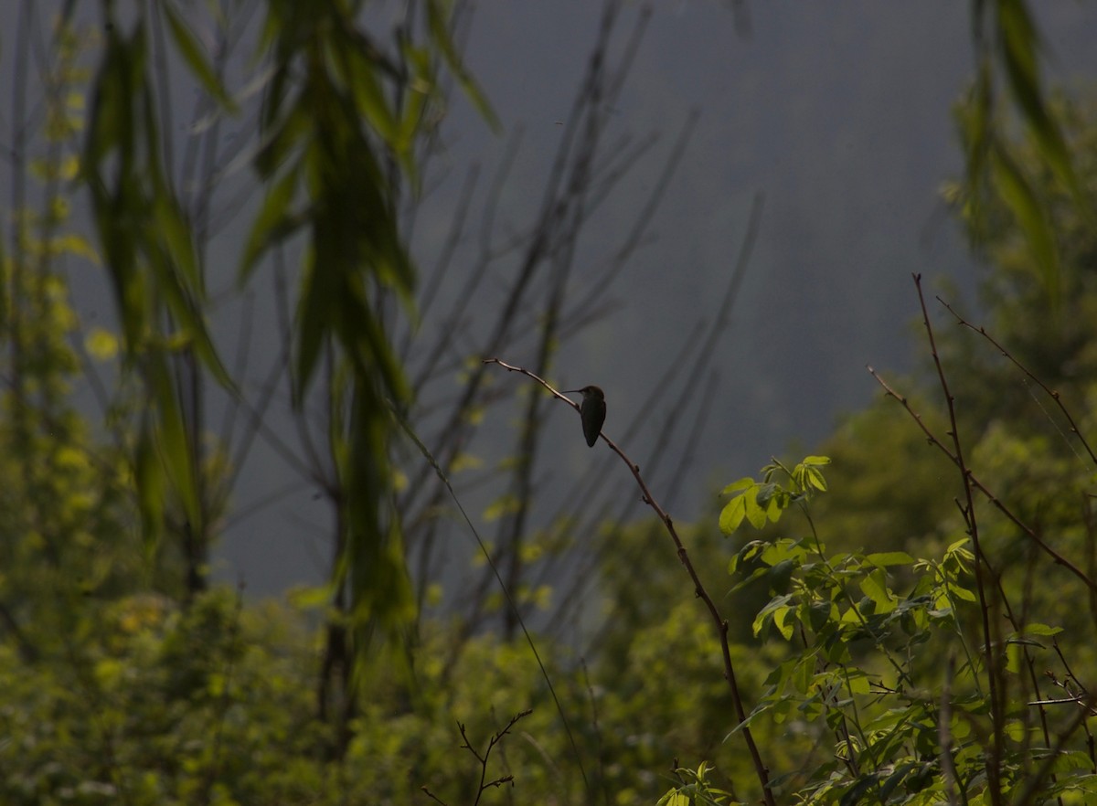 Rufous Hummingbird - Liam Ragan