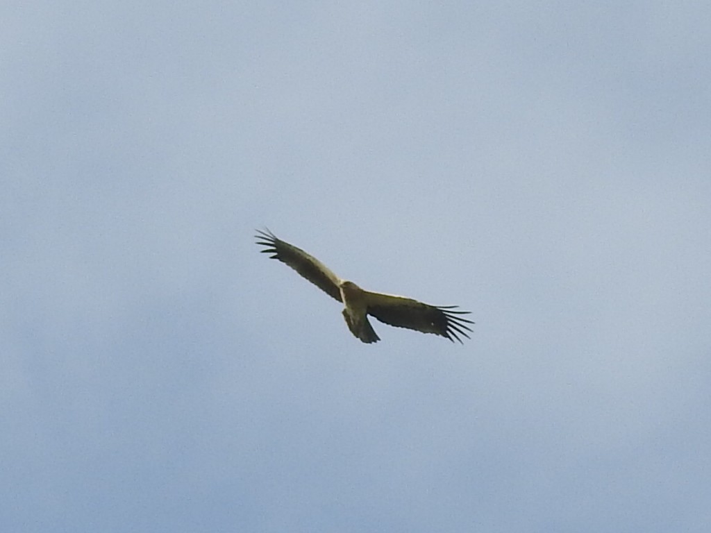 Booted Eagle - ML108753391