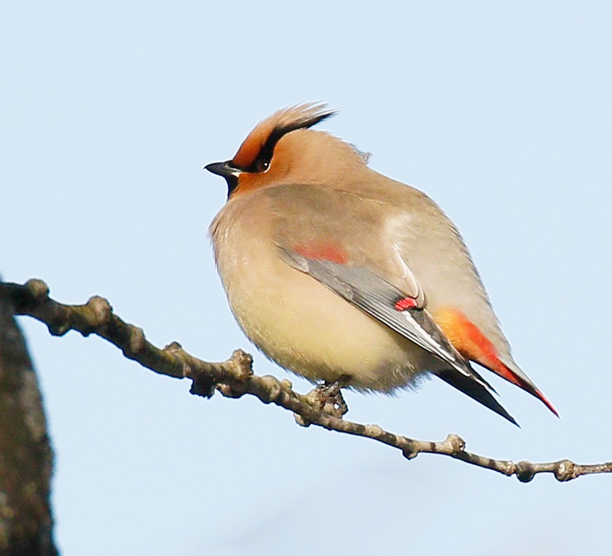 Japanese Waxwing - John Lewis