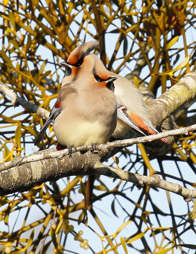 Japanese Waxwing - John Lewis