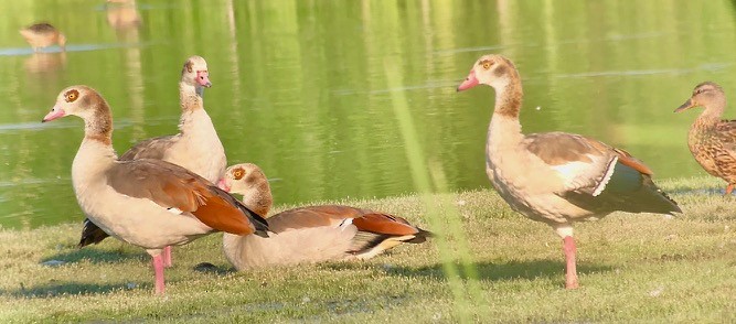 Egyptian Goose - ML108754531