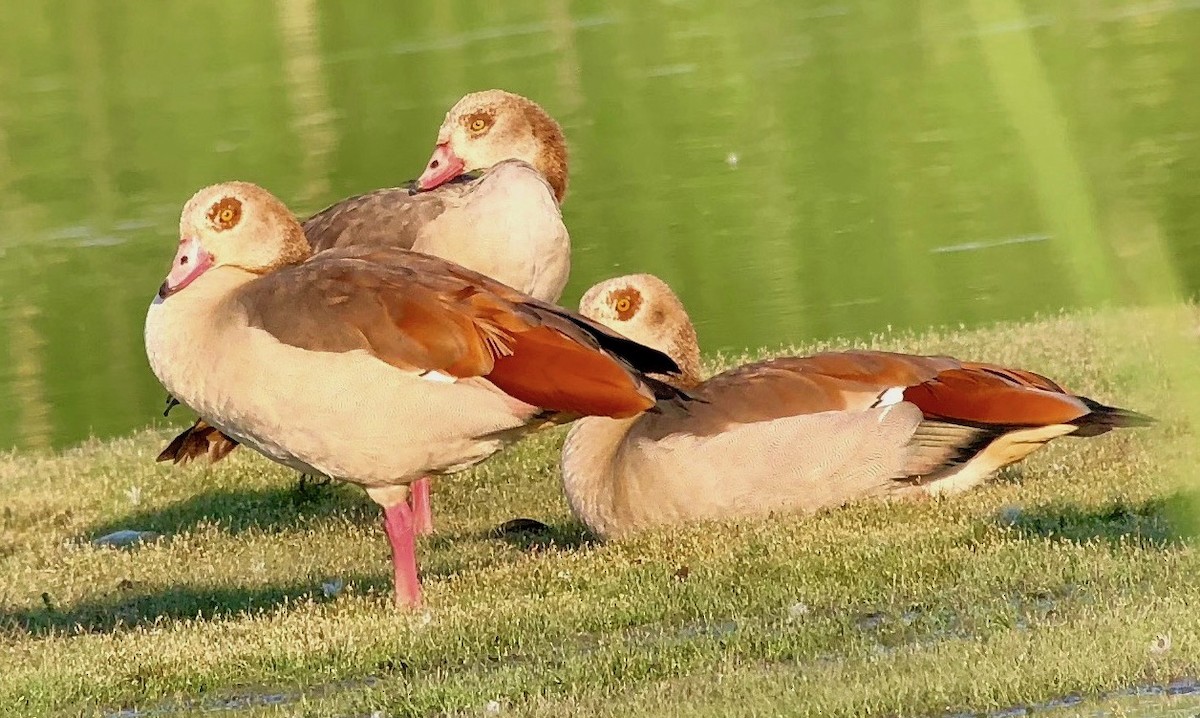Egyptian Goose - ML108754581